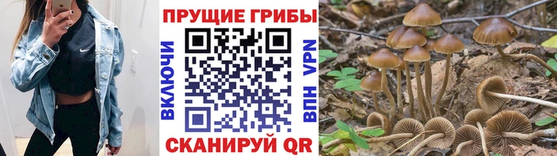 Купить  Фурманов  Псилоцибиновые грибы мицелий 